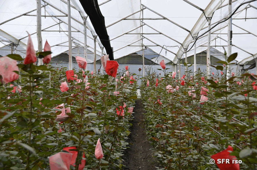 Rosenfarm in Ecuador