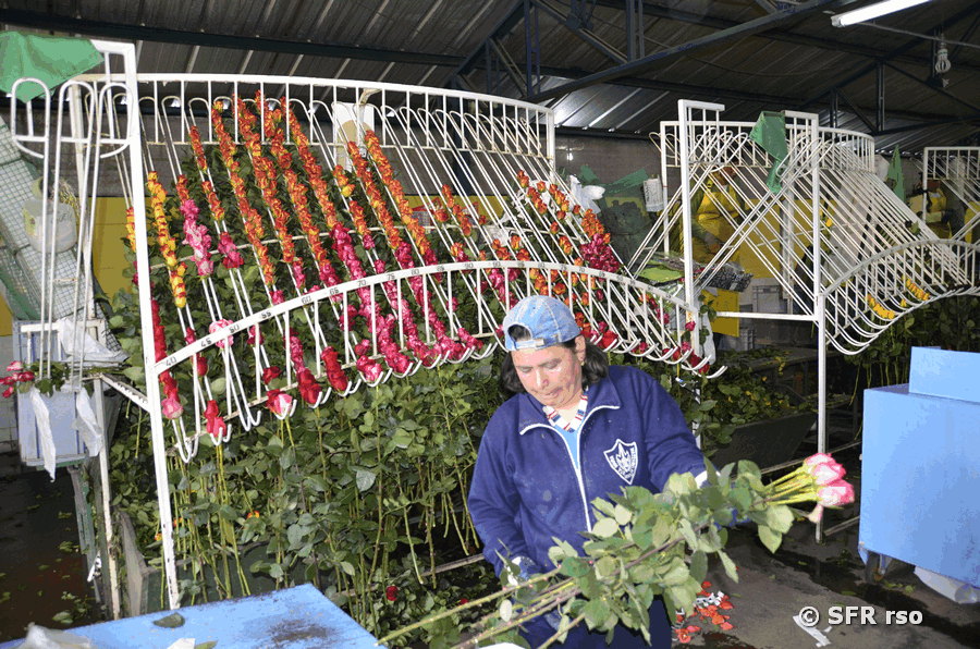 Rosenfarm selektieren, Ecuador