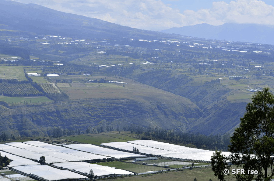 Rosenfarmen von oben, Ecuador