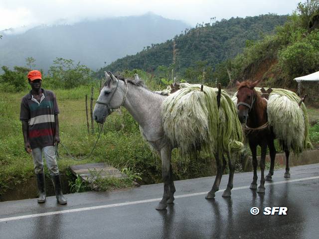 Transport Agavenfasern in Ecuador
