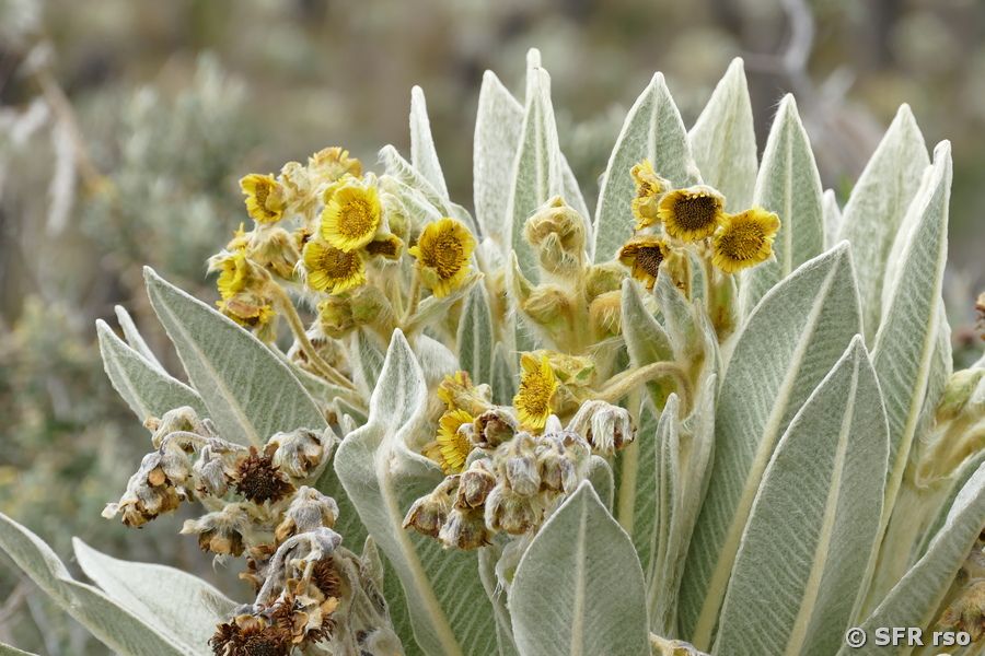 Frailejon Blüte in Ecuador