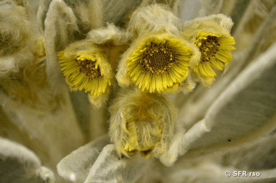 Frailejon Blüte in Ecuador