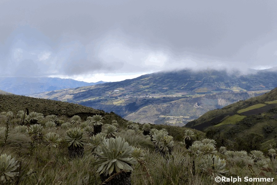 Frailejon Espeletia pycnophylla in Ecuador