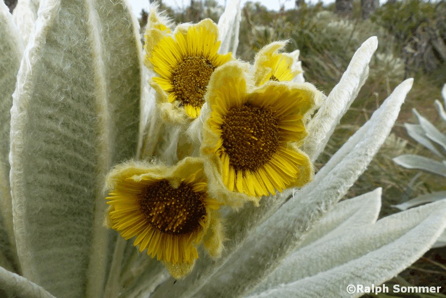 Frailejon Espeletia pycnophylla in Ecuador
