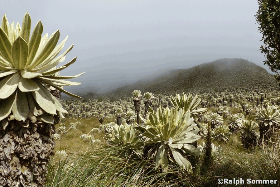 Frailejon Espeletia pycnophylla in Ecuador