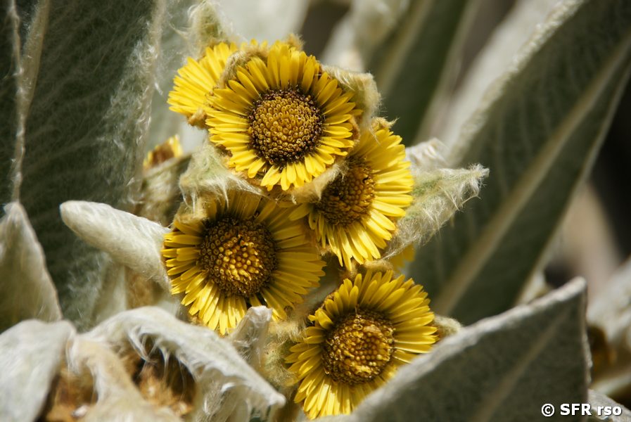 Frailejon Espeletia pycnophylla in Ecuador