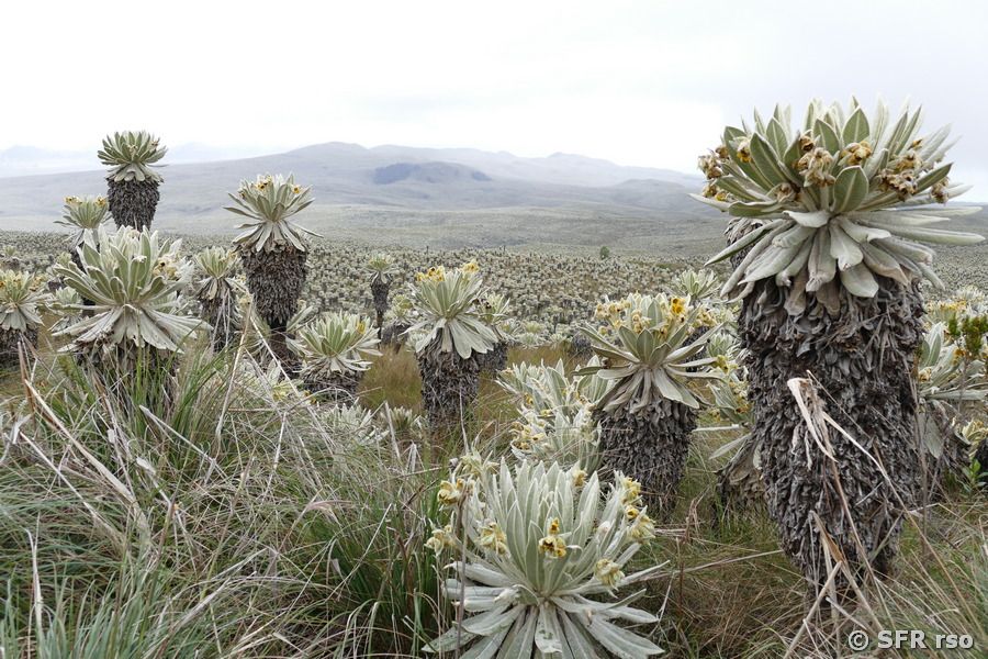 Frailejon Espeletia pycnophylla in Ecuador