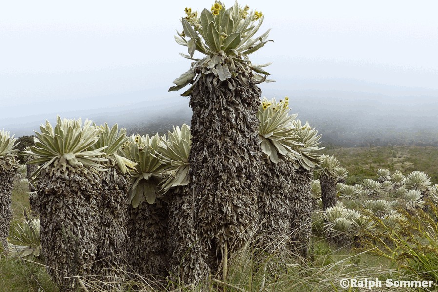 Frailejon Espeletia pycnophylla in Ecuador