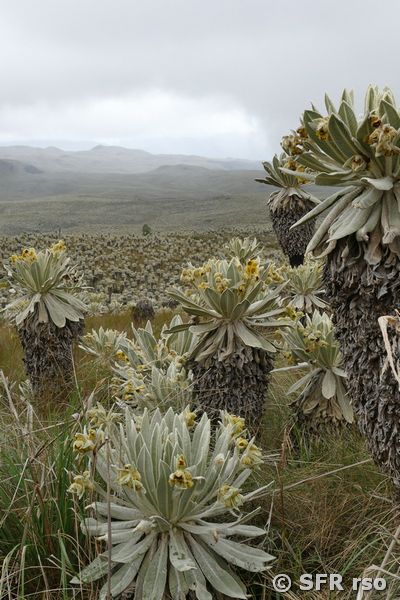 Frailejon Espeletia pycnophylla in Ecuador
