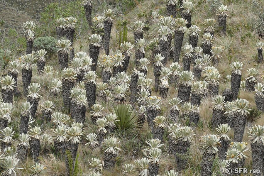Frailejon Espeletia pycnophylla in Ecuador