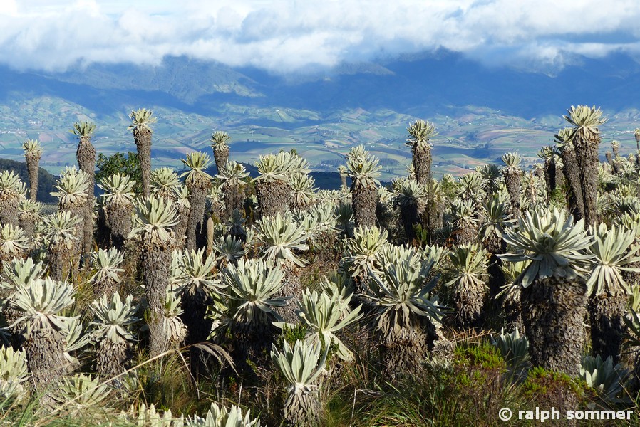 Frailejon Espeletia pycnophylla in Ecuador
