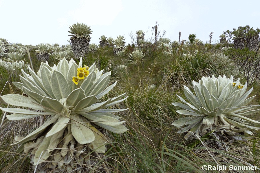 Frailejon Espeletia pycnophylla in Ecuador