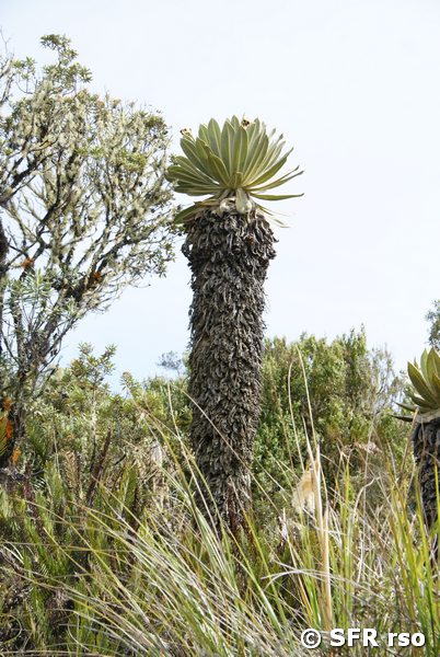 Frailejon Espeletia pycnophylla in Ecuador