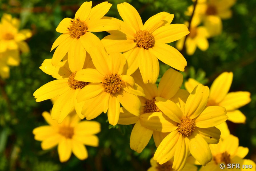 Asteraceae in Ecuador