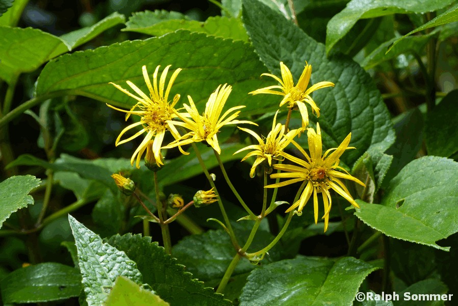 Asteraceae in Ecuador