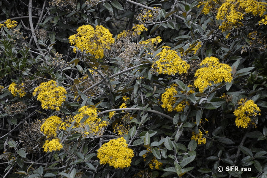 Gelbe Asteraceae in Ecuador