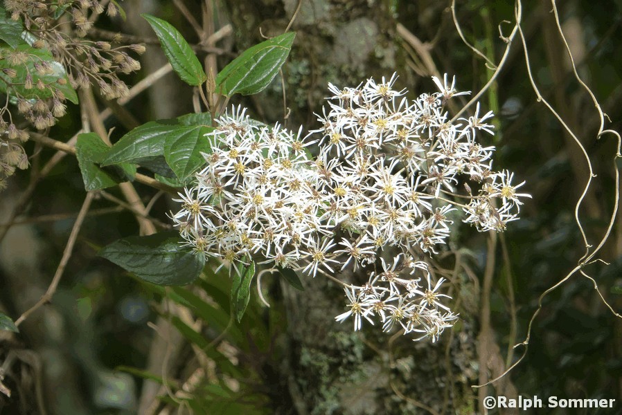 Asternblüten weiss in Ecuador