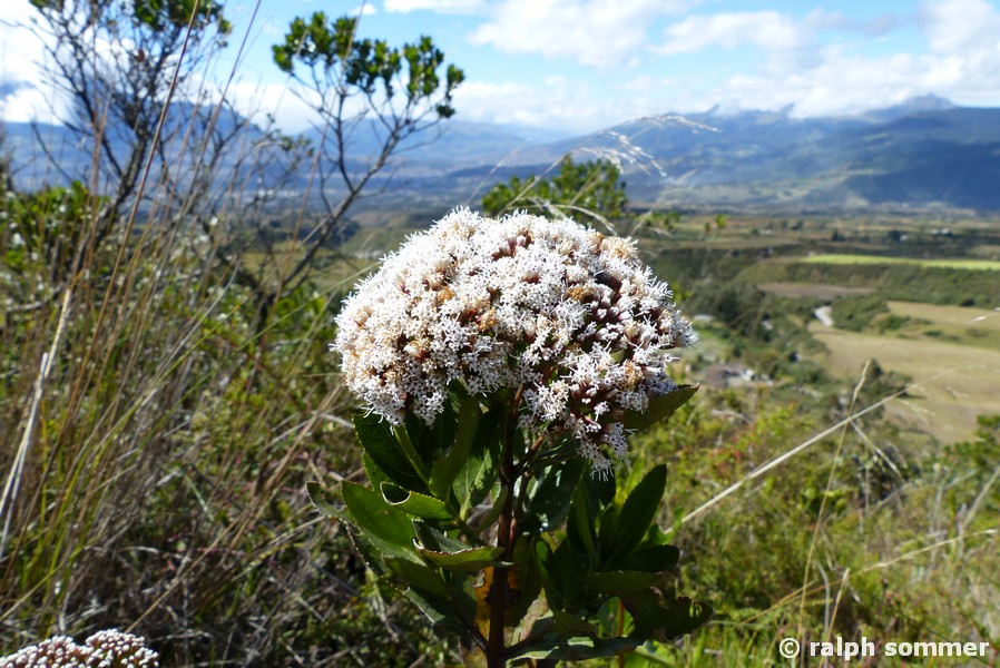 Baccharis teindalensis Asteraceae in Ecuador