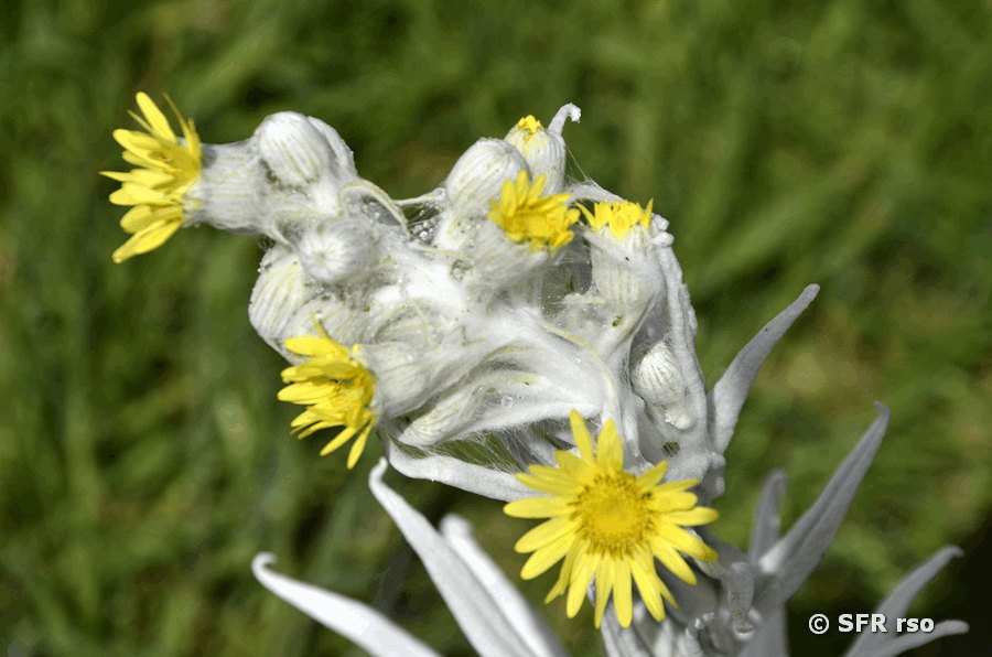Culcitium Asteraceae in Ecuador