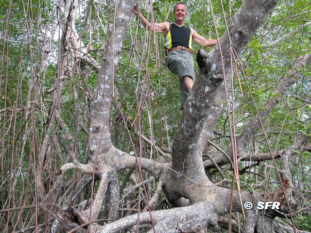 Auf Mangrove in Ecuador
