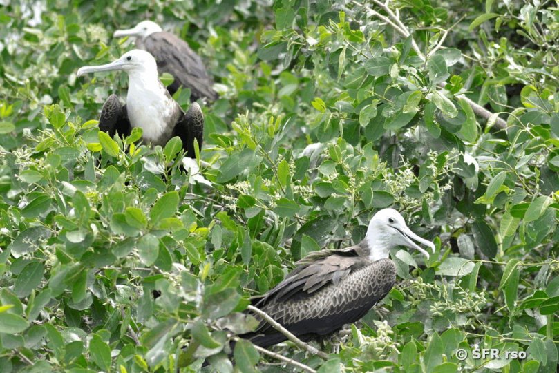 Fregattvögel auf Mangroven in Ecuador