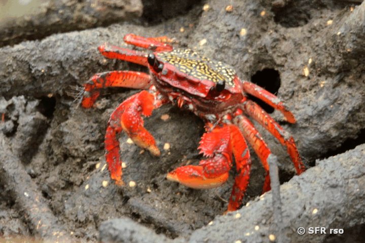 Krebs Mangrovenwald in Ecuador