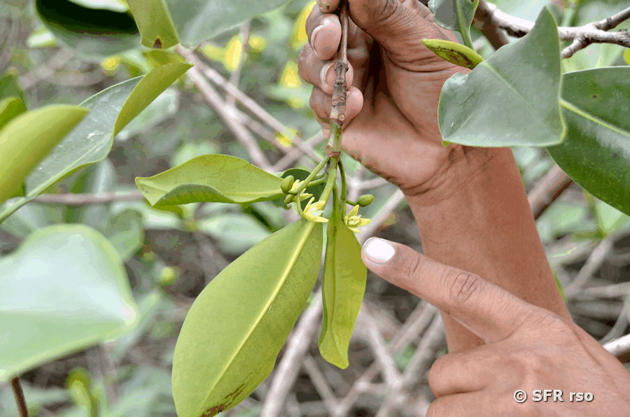 Mangrovenblüte in Ecuador