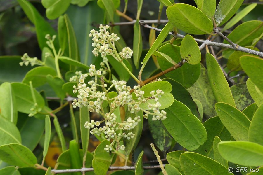 Mangrovenblüten in Ecuador
