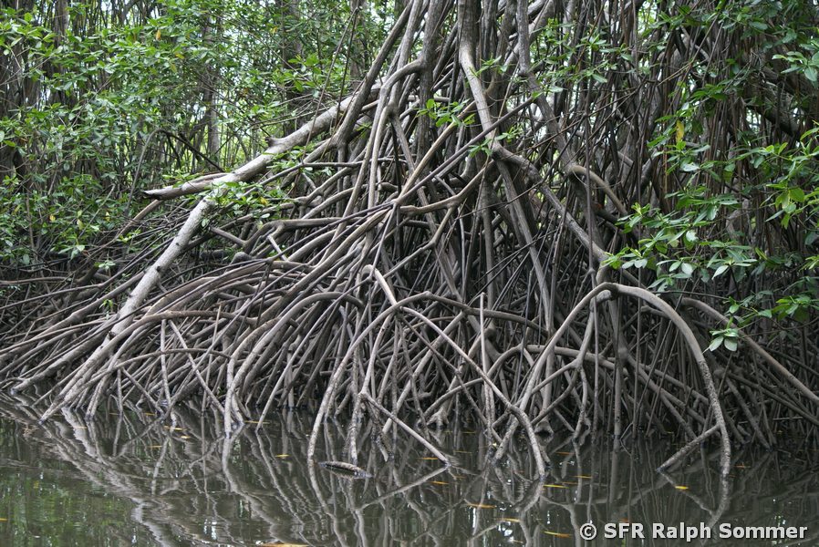 Mangrovenwurzeln San Lorenzo in Ecuador