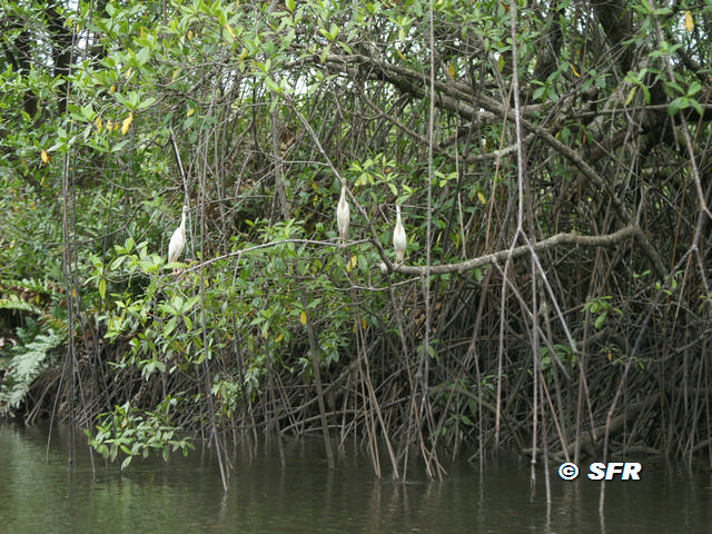 Reiher Mangroven in Ecuador