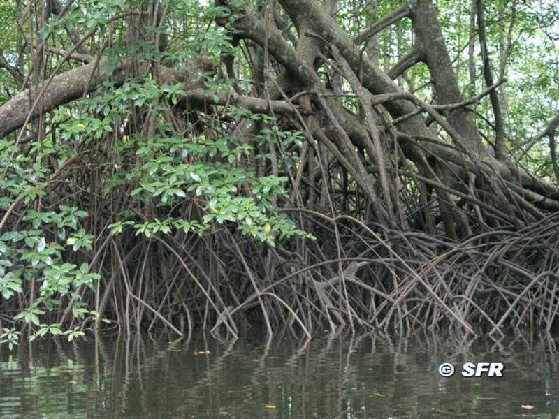 Rote Mangrove San Lorenzo in Ecuador