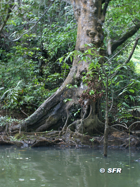 Schwarze Mangrove San Lorenzo in Ecuador