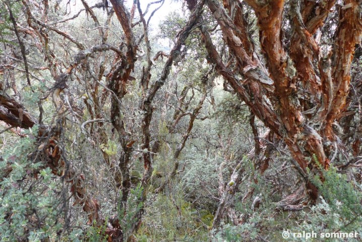 Polylepis Bäume Toreadra See in Ecuador