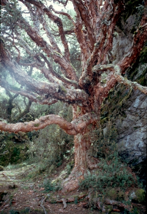 Polylepis Baum alt in Ecuador
