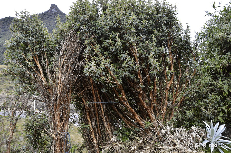 Polylepis Nationalpark Cajas in Ecuador