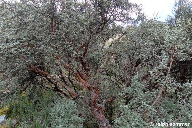 Polylepis Wald Toreadora See in Ecuador