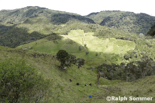 Bergnebelwald Ostkorillere mit Kühen, Ecuador