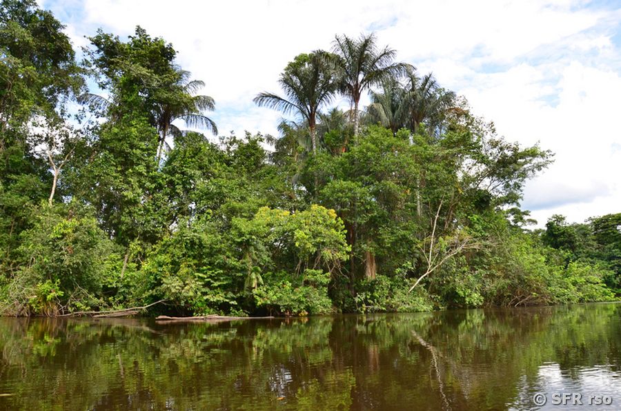 Arecapalmen am Flussufer, Ecuador