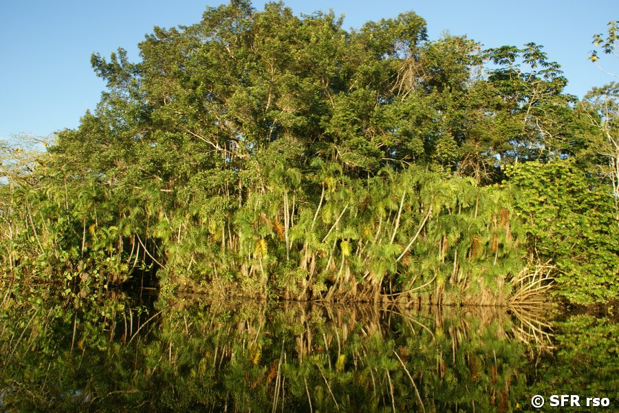 Arecapalmen im Nationalpark Yasuni, Ecuador