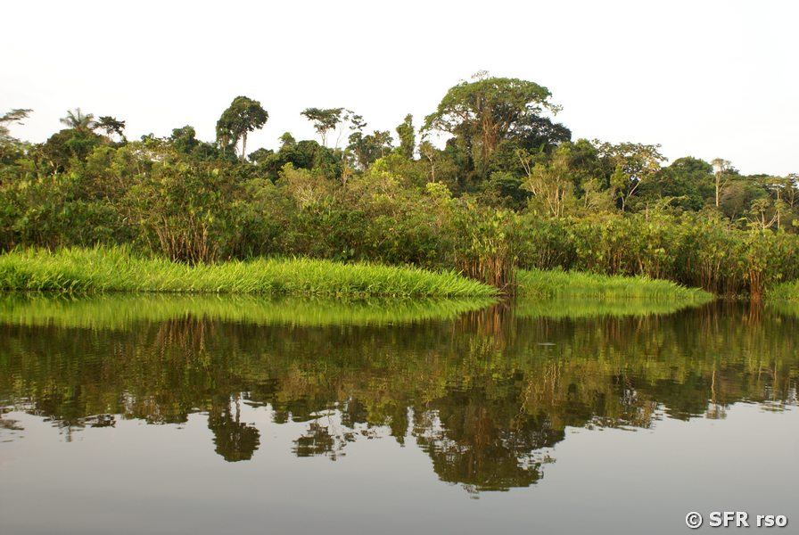 Grasinseln im Nationalpark Cuyabeno, Ecuador