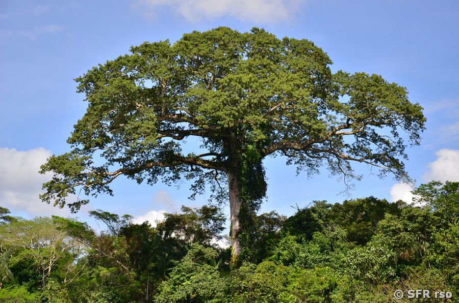 Kapokbaum am Río Napo, Ecuador
