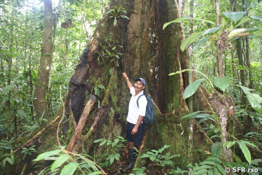 Kapokbaum Stamm im Urwald, Ecuador