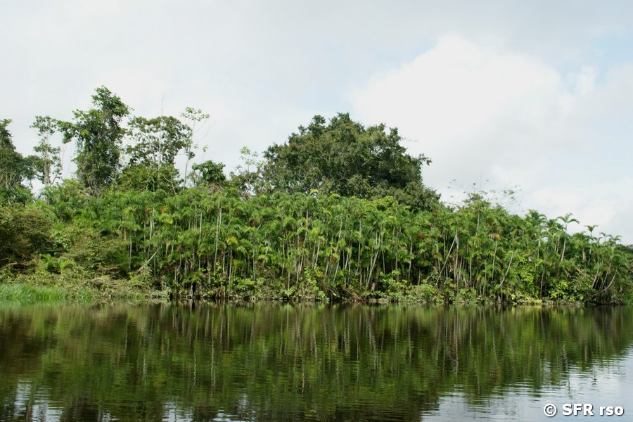 Lagune Jatun Cocha im Nationalpark Yasuni, Ecuador