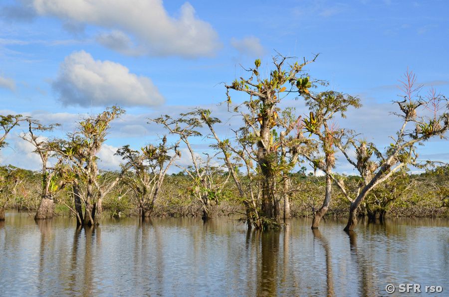 Macrolobium Akazien in der Laguna Grande, Ecuador