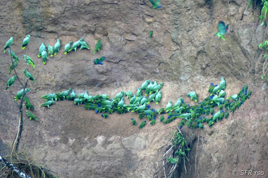Papageienlecke an Río Napo im Yasuni Park, Ecuador