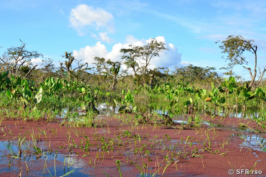 Rote Wasserpflanzen auf Lagune Canangueno, Ecuador