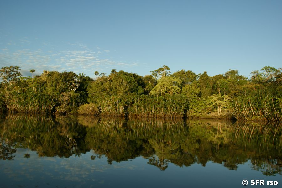 Schwarzwasserlagune im Nationalpark Yasuni, Ecuador