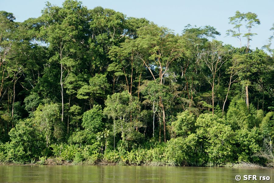 Urwald am Río Napo, Ecuador
