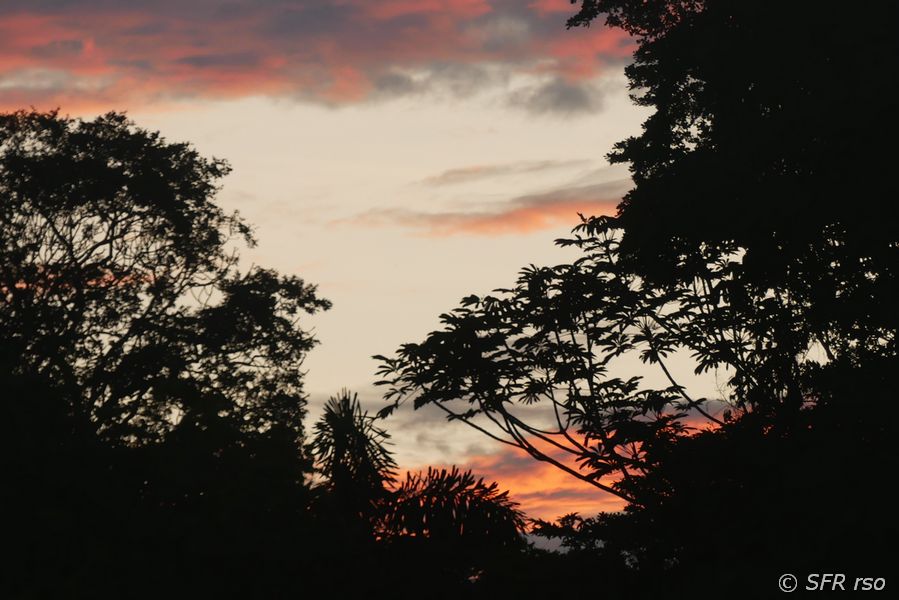 Urwald Sonnenuntergang in Ecuador