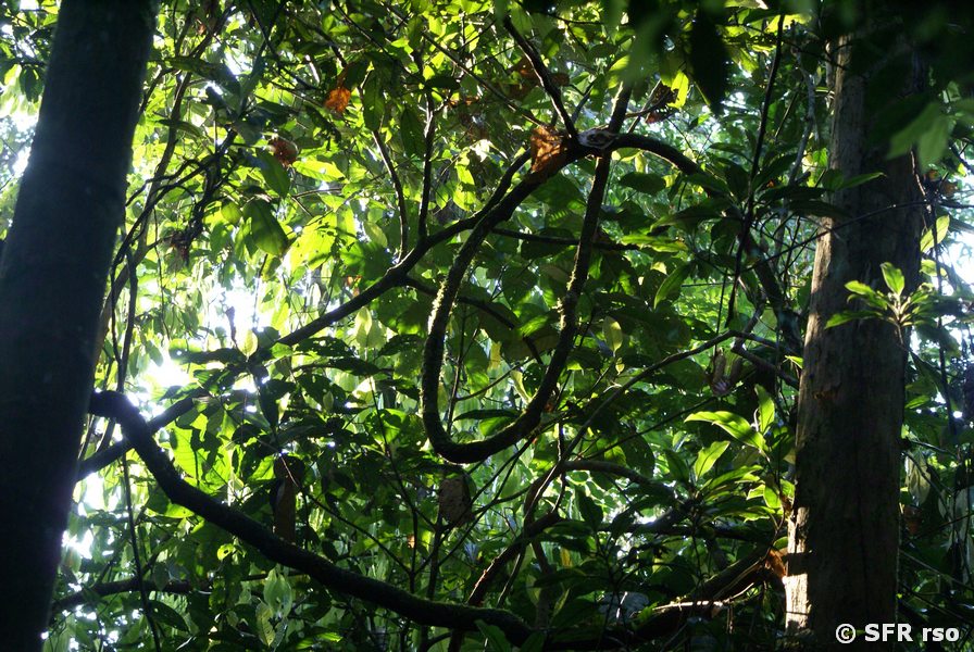 Urwaldblätterdach in Ecuador